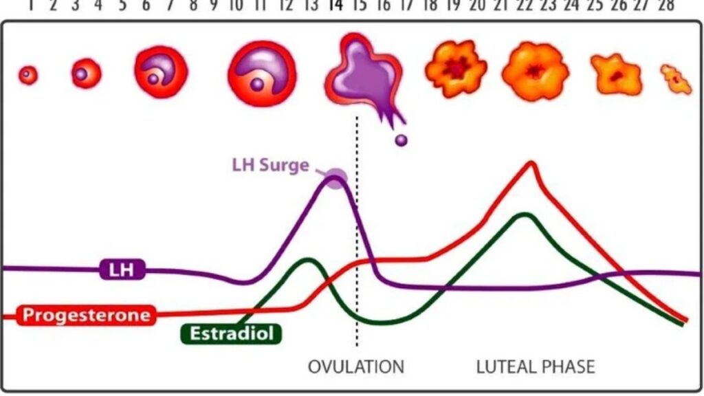 Estrogen progesterone và rụng trứng trong chu kỳ kinh nguyệt