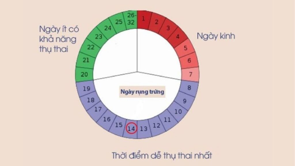 Khả năng có thai khi quan hệ quanh ngày rụng trứng