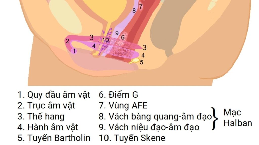 Phân biệt đau bên ngoài và đau sâu bên trong khi quan hệ